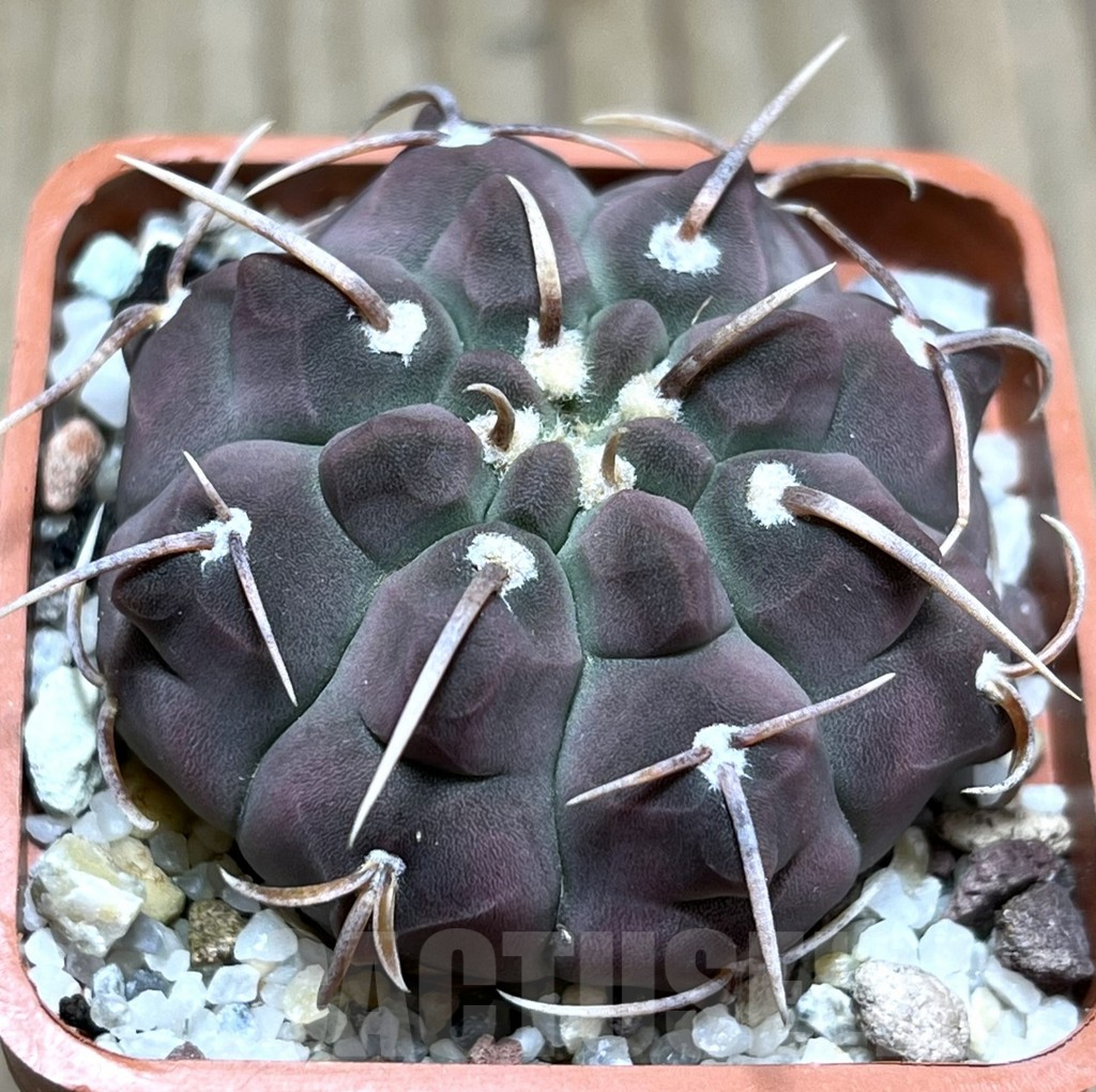 SHPR25653 Gymnocalycium vatteri 1-spines