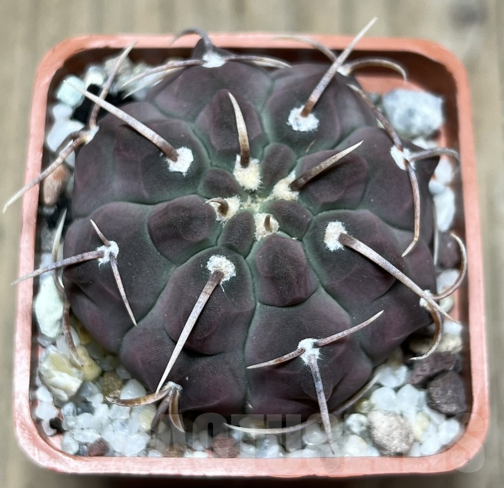 SHPR25653 Gymnocalycium vatteri 1-spines - Image 2
