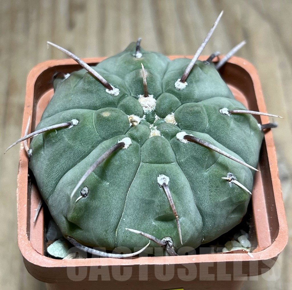 SHPR25654 Gymnocalycium vatteri 1-spines