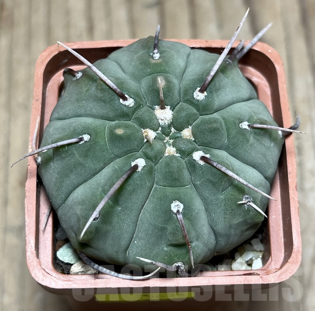 SHPR25654 Gymnocalycium vatteri 1-spines - Image 2