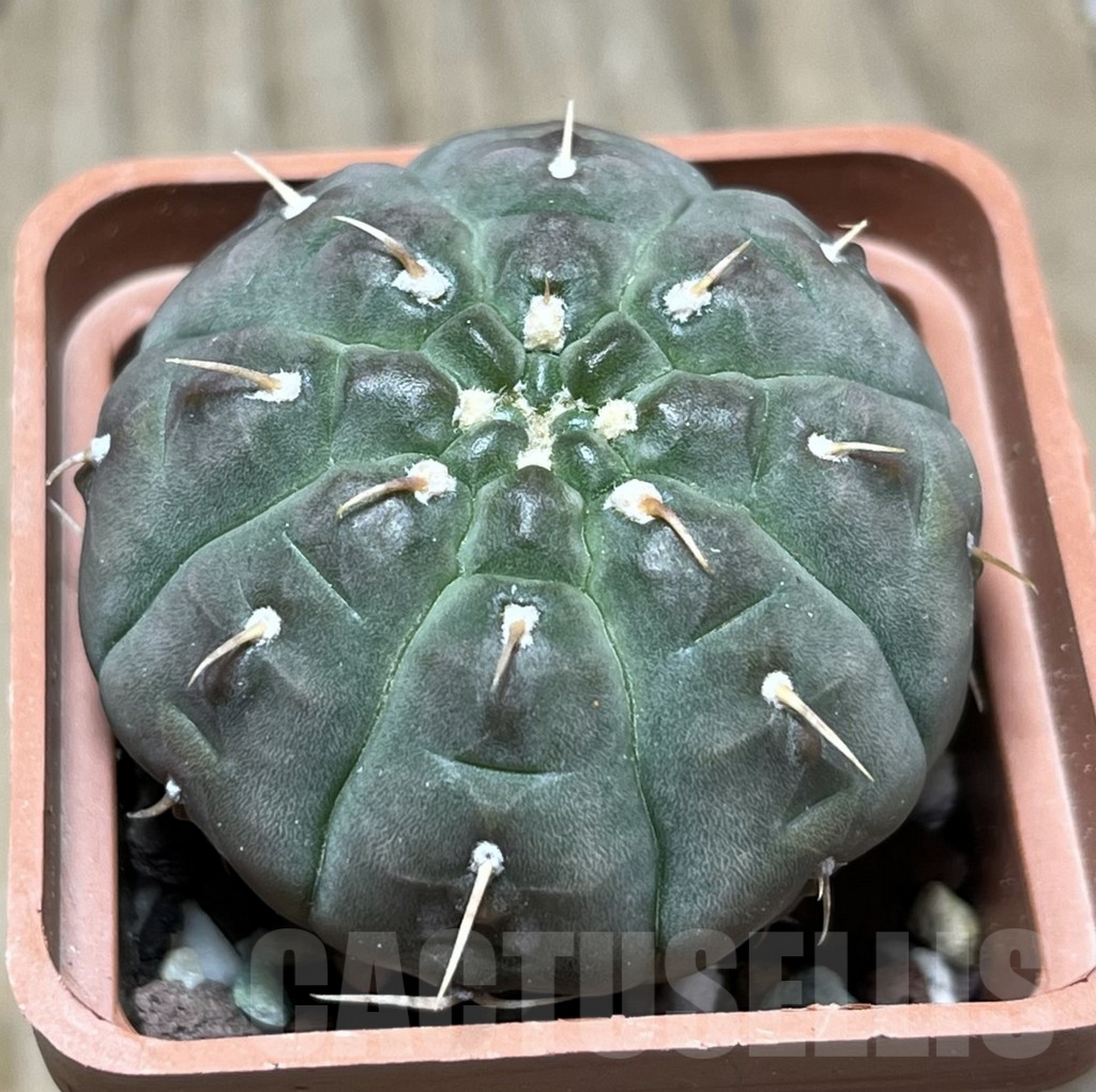 SHPR25655 Gymnocalycium vatteri v. brevispinus