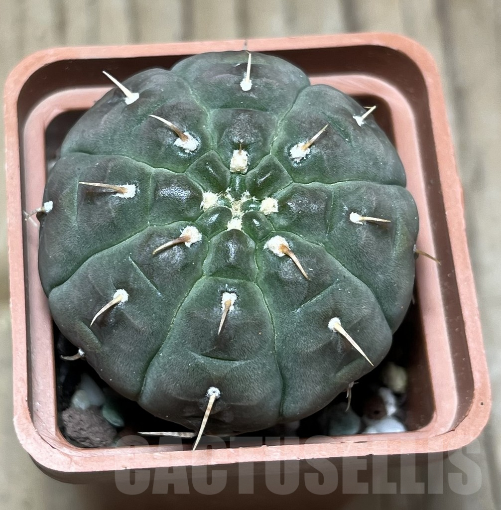 SHPR25655 Gymnocalycium vatteri v. brevispinus - Image 2