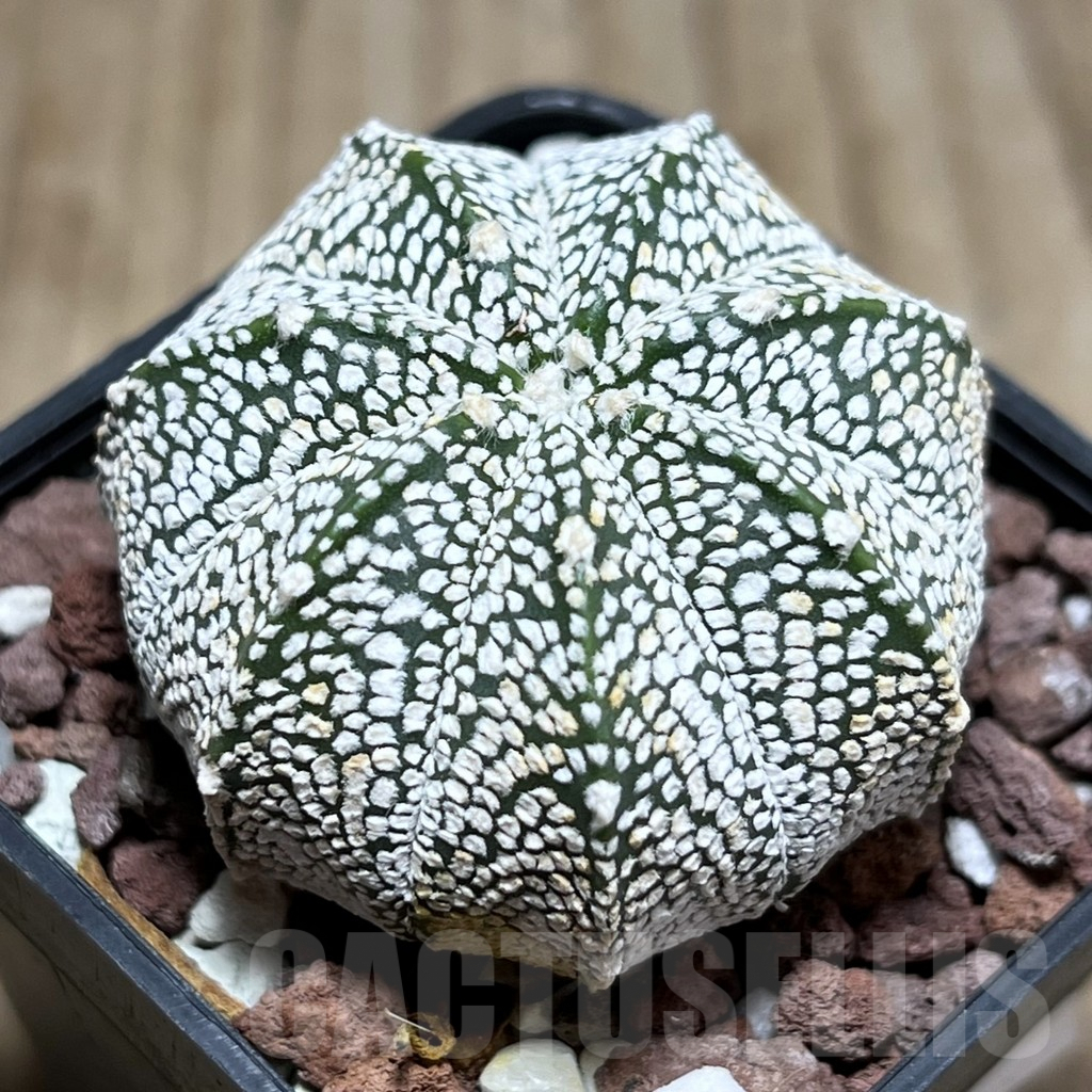 SHPR25659 Astrophytum asterias ‘Super kabuto’ x myriostigma ‘Onzuka’