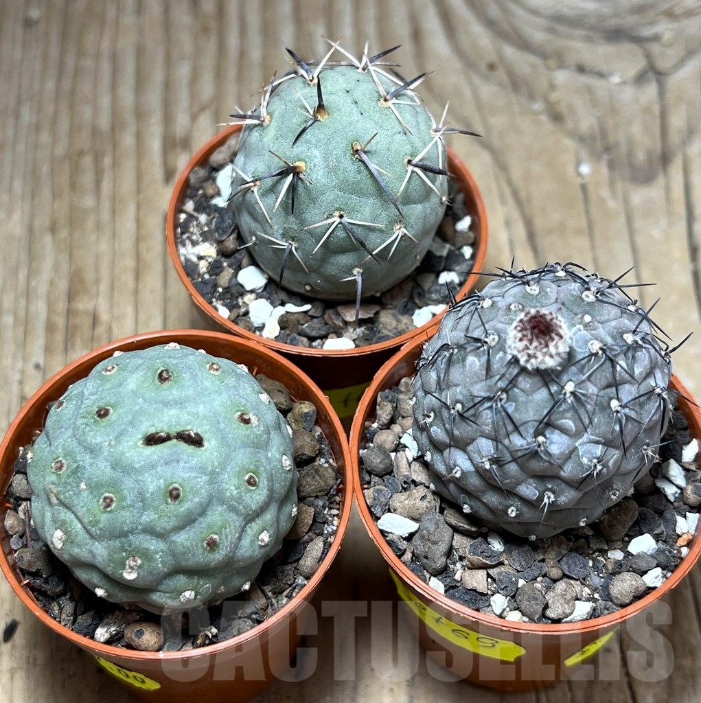 SET69 Tephrocactus geometricus