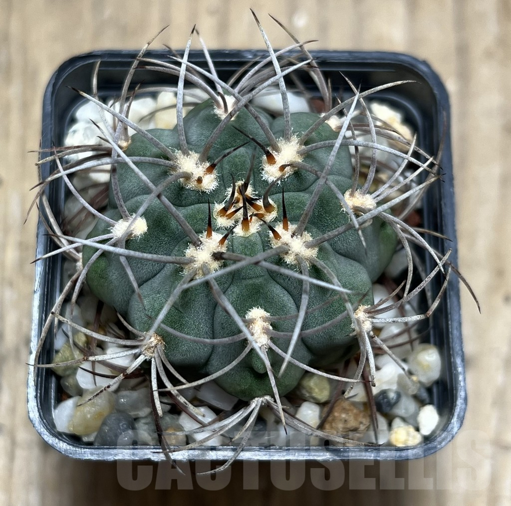 SHPR25670 Gymnocalycium ambatoense - immagine 2