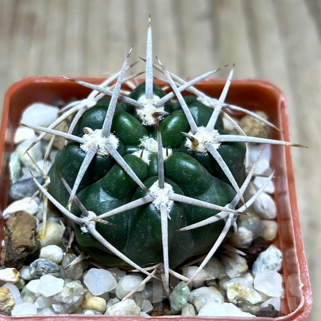 SHPR25672 Gymnocalycium orientale v. vikulovii Tom 15-756/1