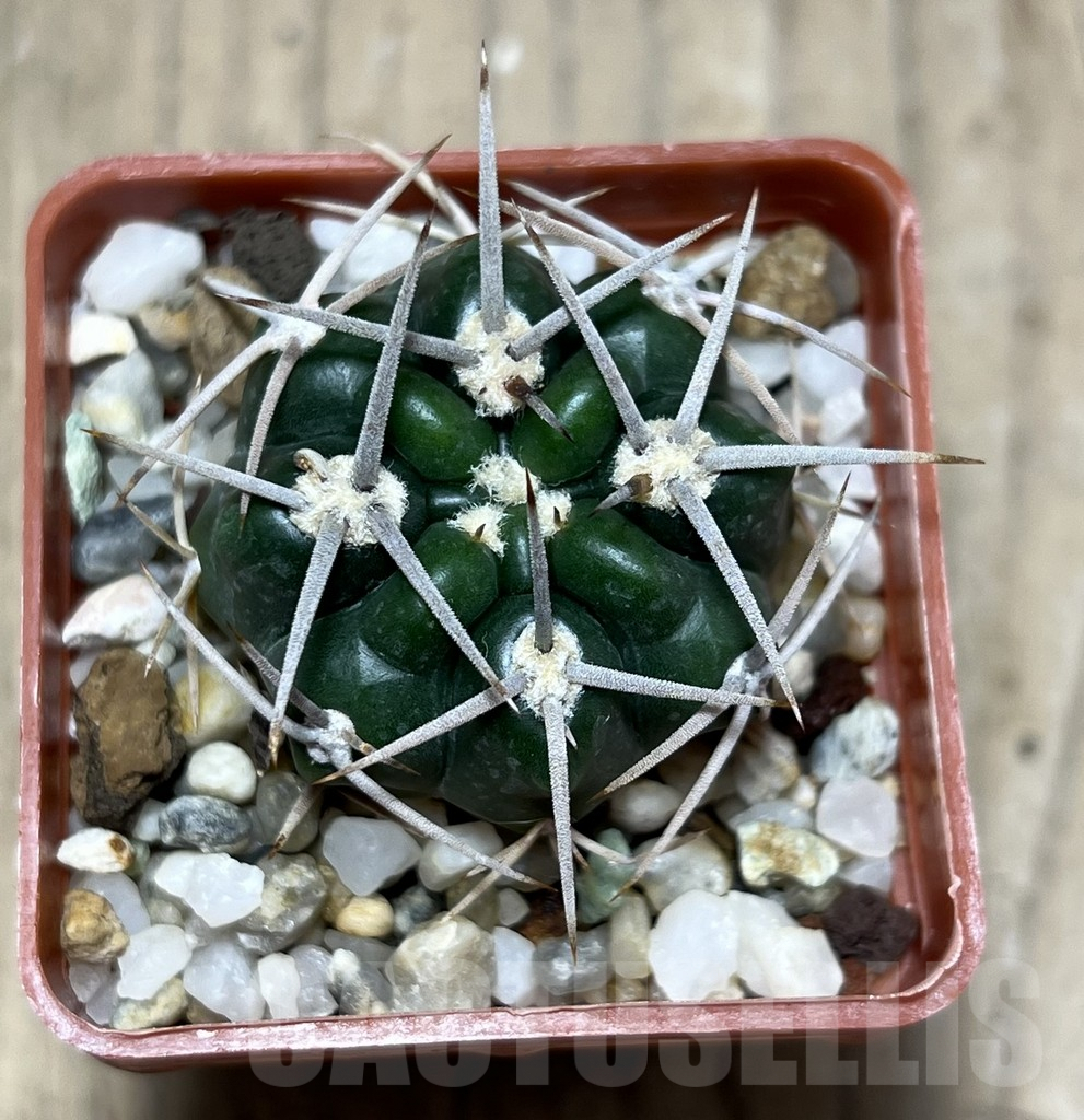 SHPR25672 Gymnocalycium orientale v. vikulovii Tom 15-756/1 - immagine 2