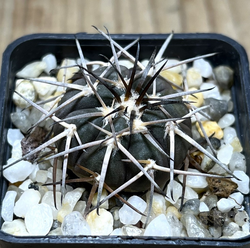 SHPR25673 Gymnocalycium spegazzinii