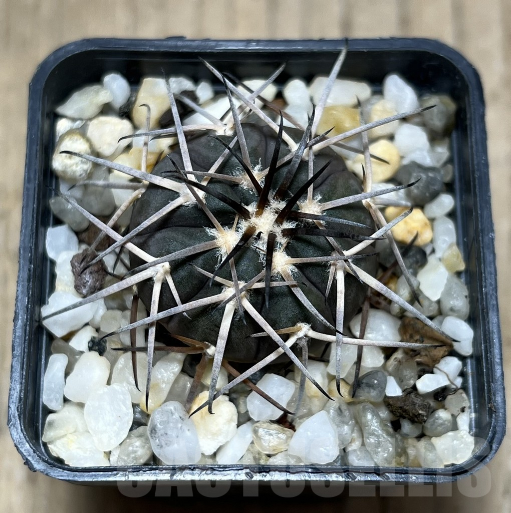 SHPR25673 Gymnocalycium spegazzinii - immagine 2