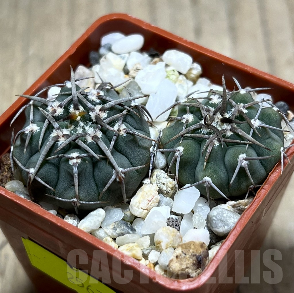 SHPR25674 Gymnocalycium vatteri, 2 plants -Japan-