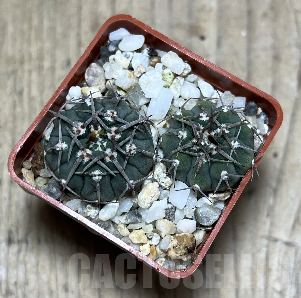 SHPR25674 Gymnocalycium vatteri, 2 plants -Japan- - Image 2