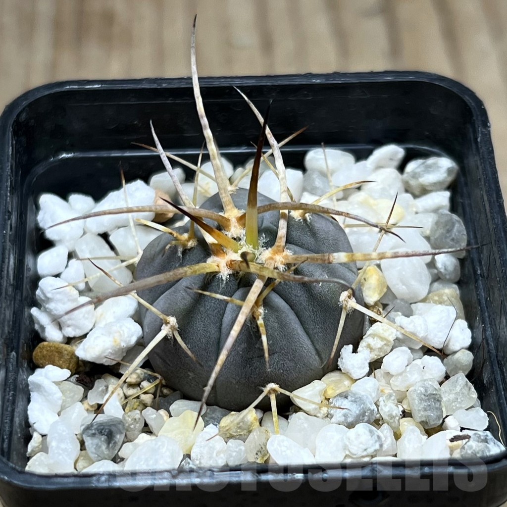 SHPR25678 Gymnocalycium cardenasianum armatum, HTH 106