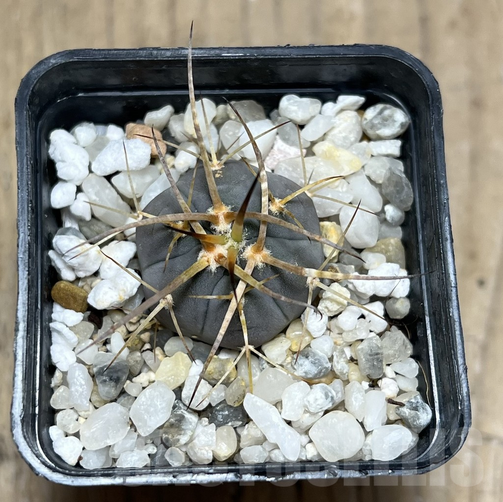 SHPR25678 Gymnocalycium cardenasianum armatum, HTH 106 - Image 2