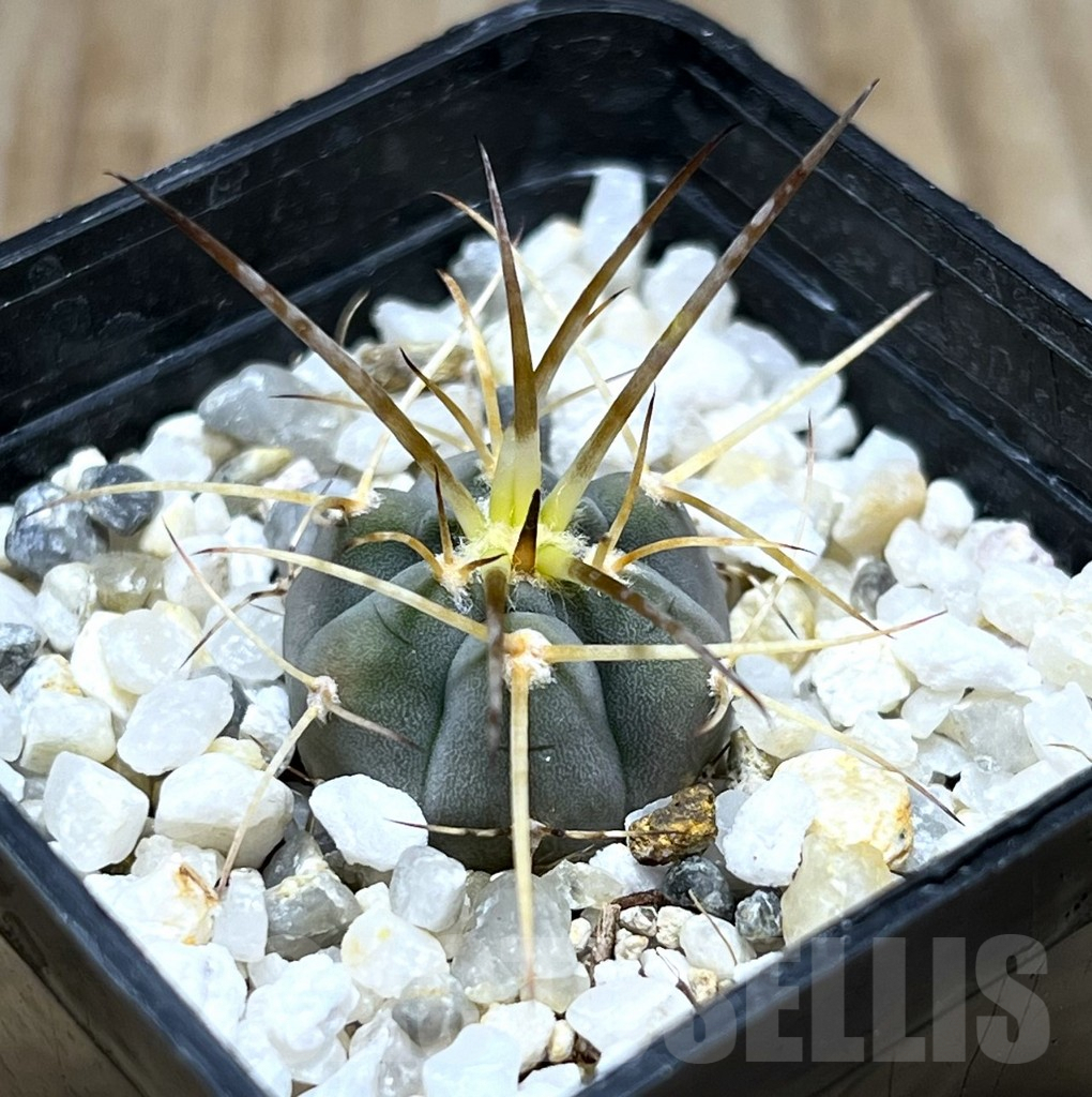 SHPR25679 Gymnocalycium cardenasianum armatum, HTH 106