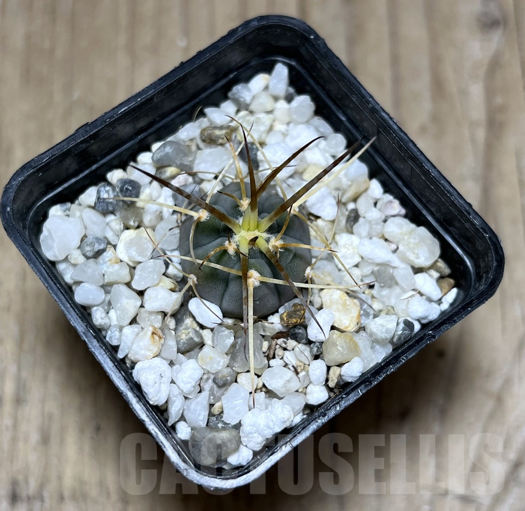 SHPR25679 Gymnocalycium cardenasianum armatum, HTH 106 - immagine 2