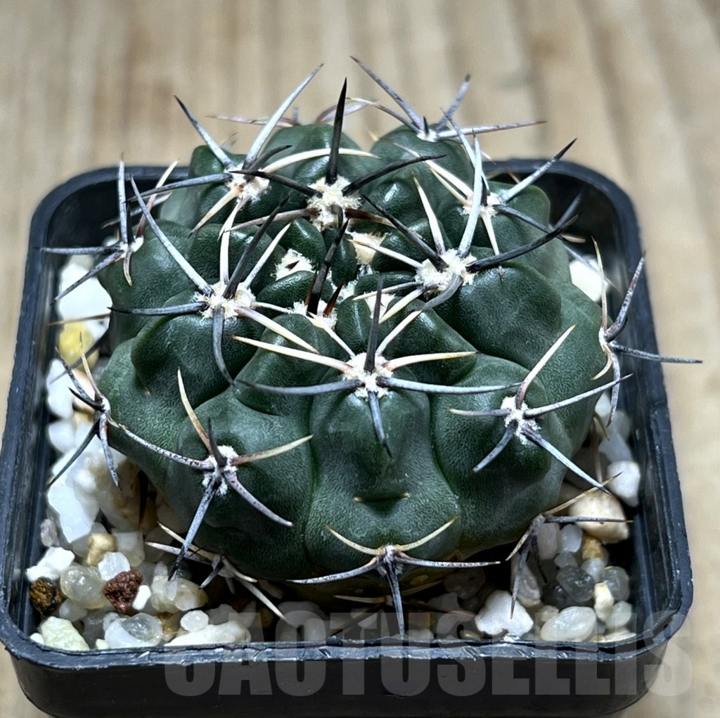 SHPR25680 Gymnocalycium bicolor v. simplex