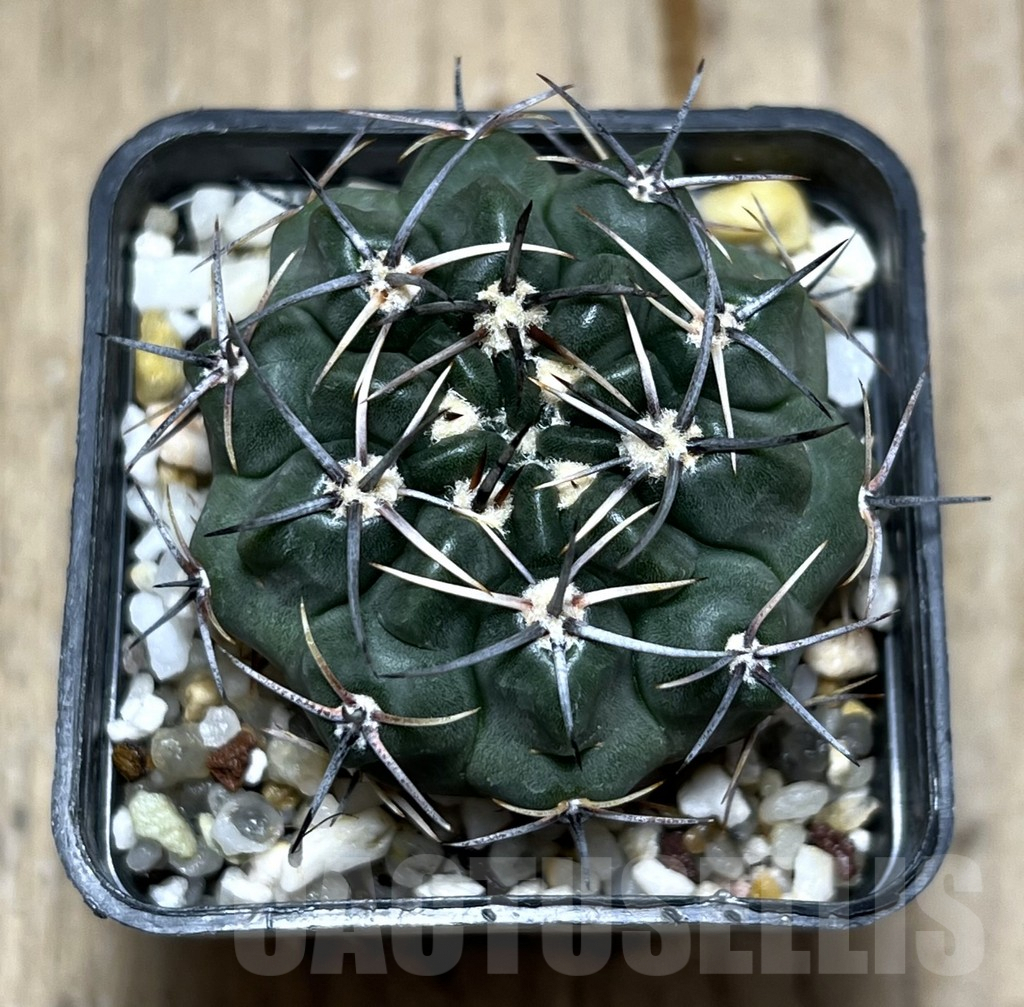 SHPR25680 Gymnocalycium bicolor v. simplex - Imagen 2
