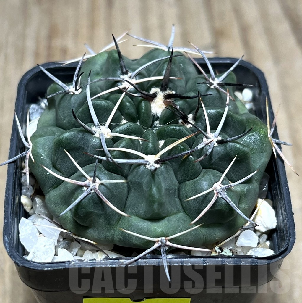 SHPR25681 Gymnocalycium bicolor v. simplex