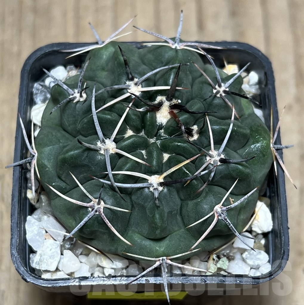 SHPR25681 Gymnocalycium bicolor v. simplex - Imagen 2