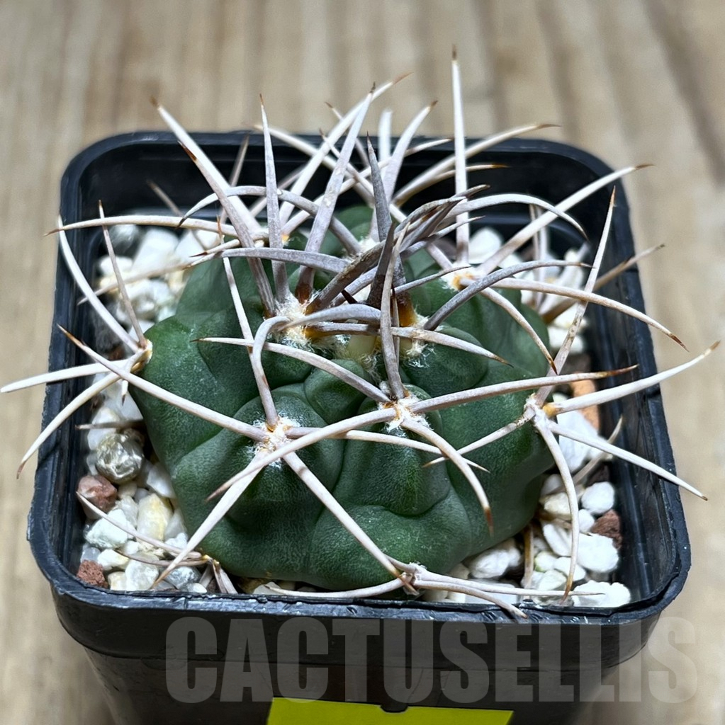 SHPR25682 Gymnocalycium achirasense