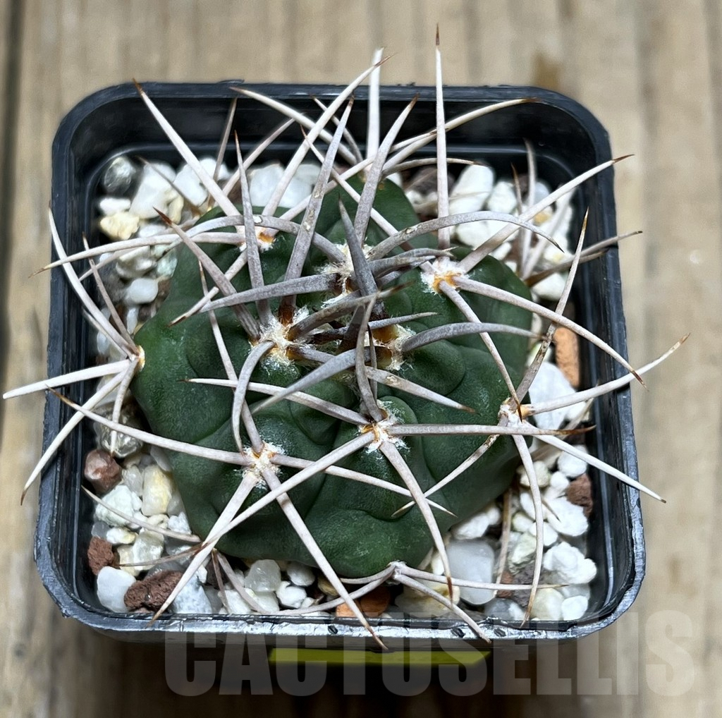 SHPR25682 Gymnocalycium achirasense – Bild 2