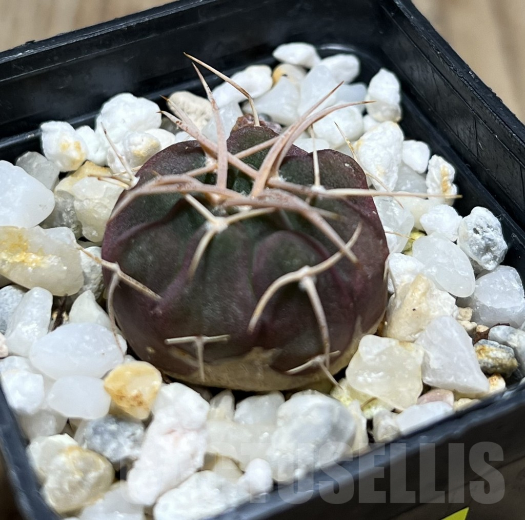 SHPR25683 Gymnocalycium coloradense VS 809 -Los Colorados- - Imagen 2