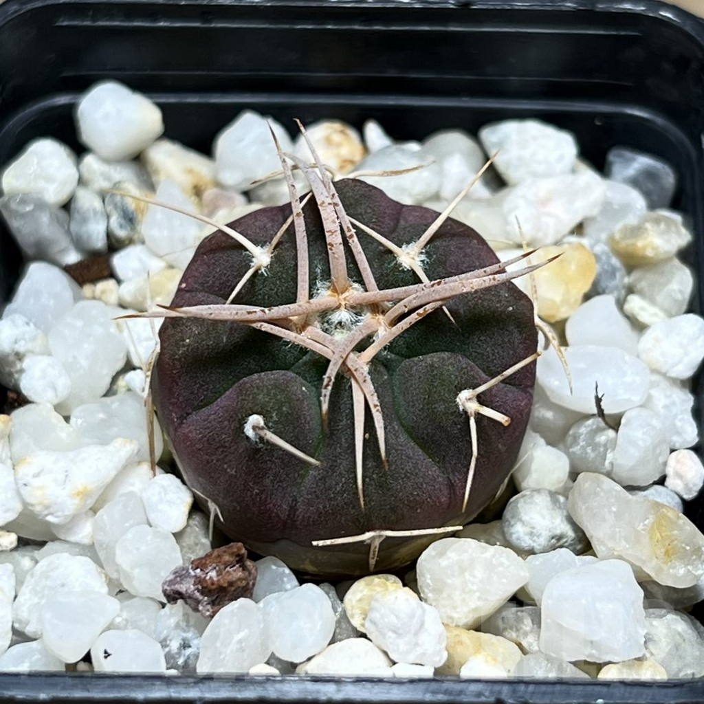 SHPR25683 Gymnocalycium coloradense VS 809 -Los Colorados-