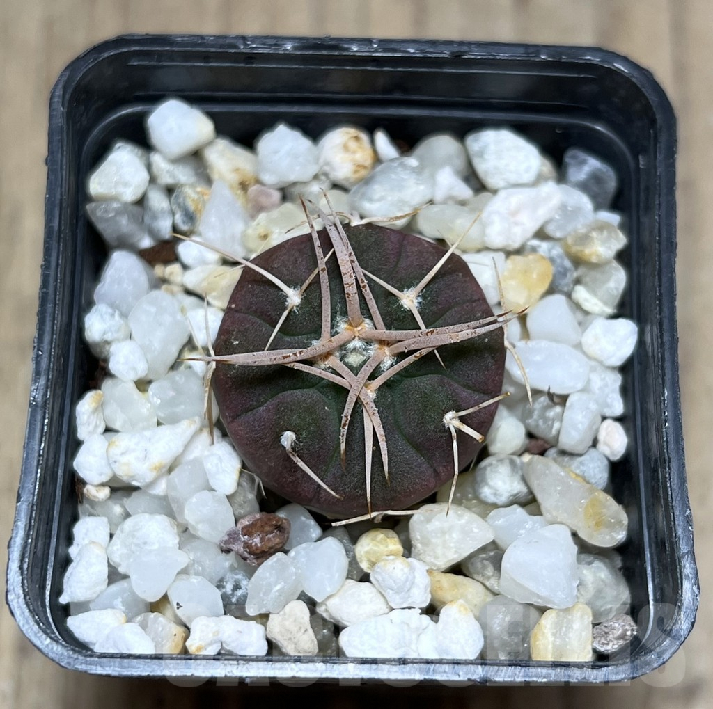 SHPR25683 Gymnocalycium coloradense VS 809 -Los Colorados- - Imagen 3