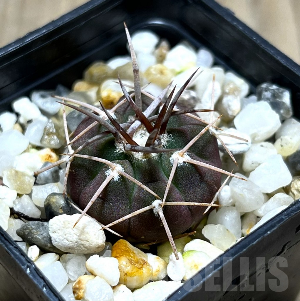 SHPR25684 Gymnocalycium coloradense VS 809 -Los Colorados-