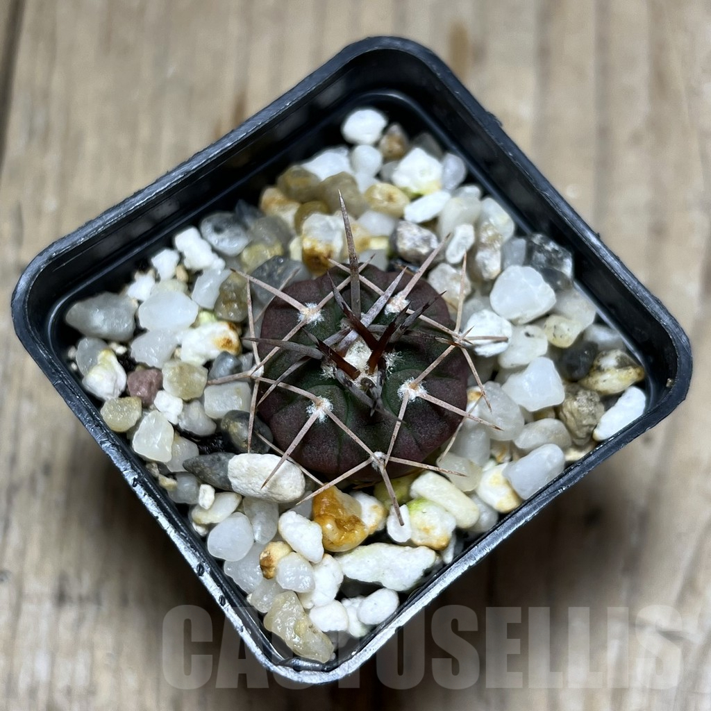 SHPR25684 Gymnocalycium coloradense VS 809 -Los Colorados- - Зображення 2