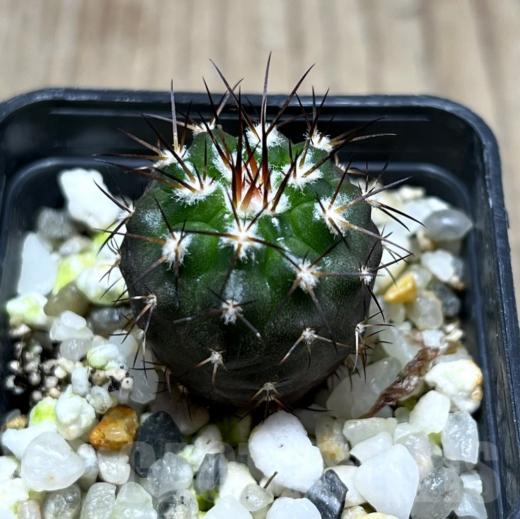 SHPR25685 Discocactus subviridigriseus MV 438