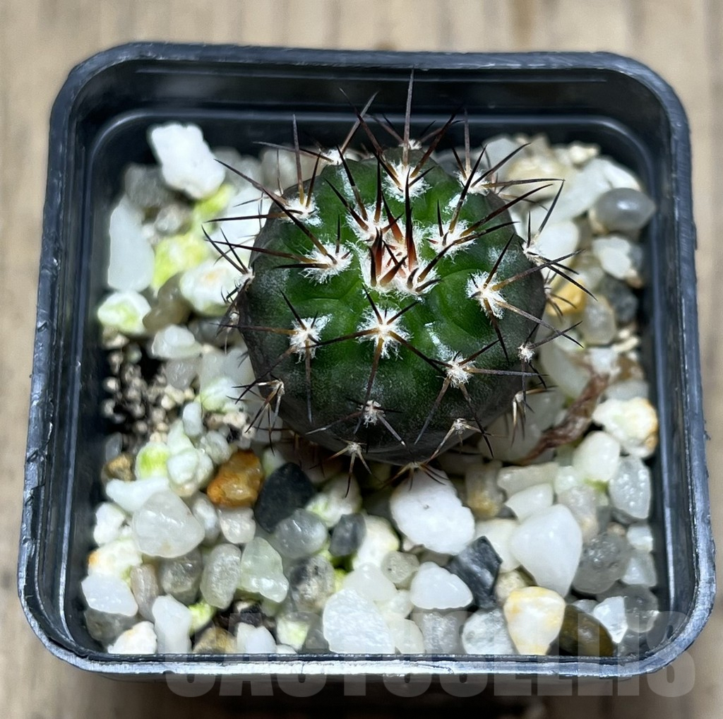 SHPR25685 Discocactus subviridigriseus MV 438 - Imagen 2