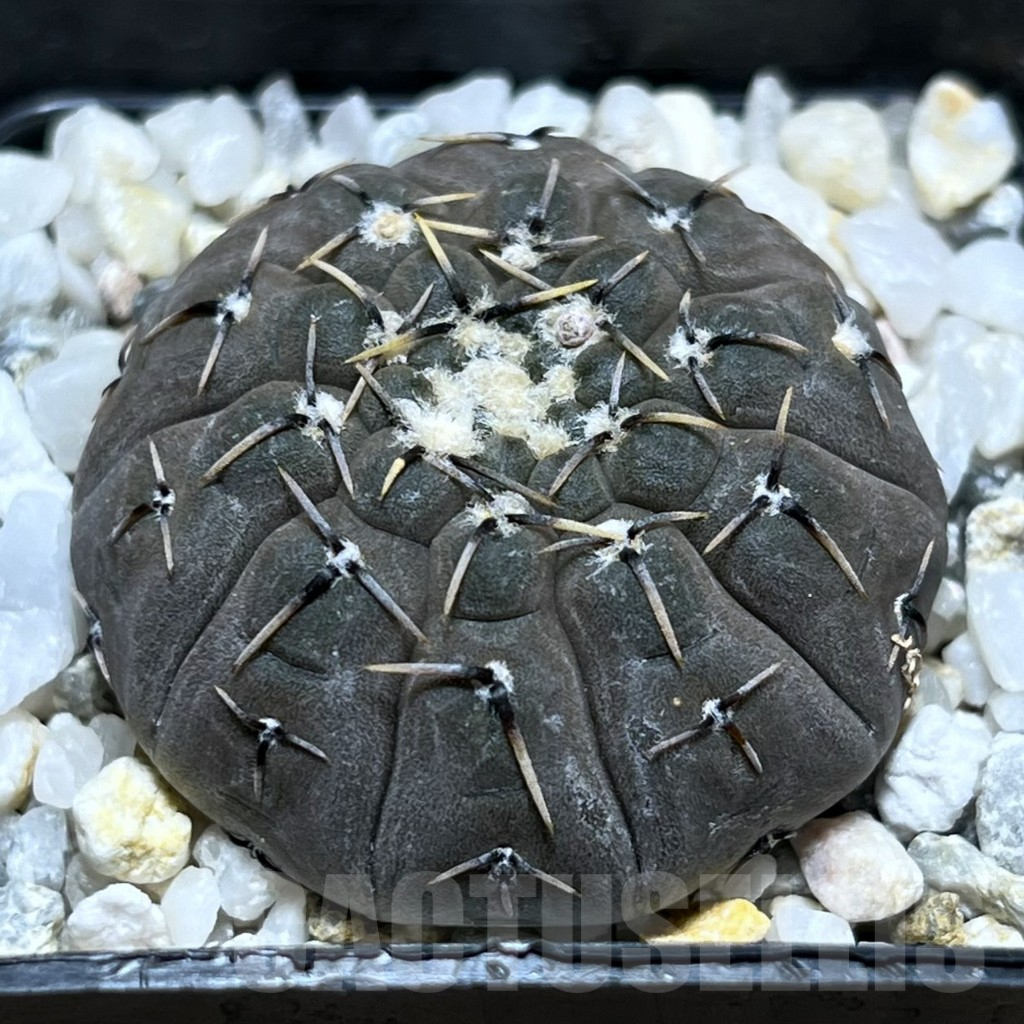 SHPR25687 Gymnocalycium stellatum