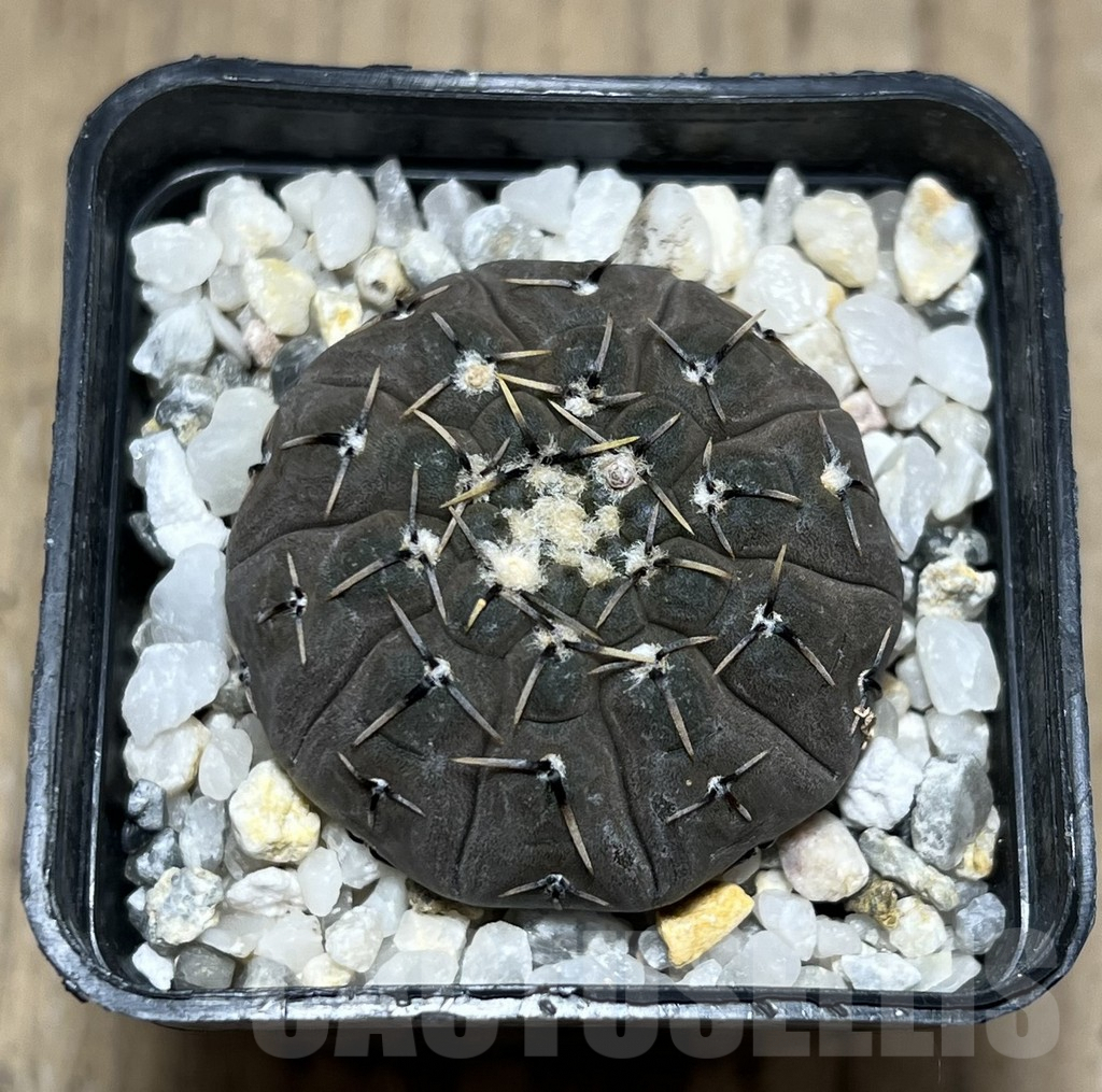 SHPR25687 Gymnocalycium stellatum - Image 2