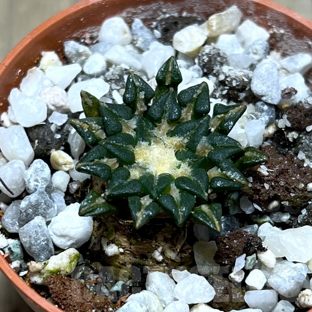 SHPR25688 Ariocarpus kotschoubeyanus v. sladkovskyi
