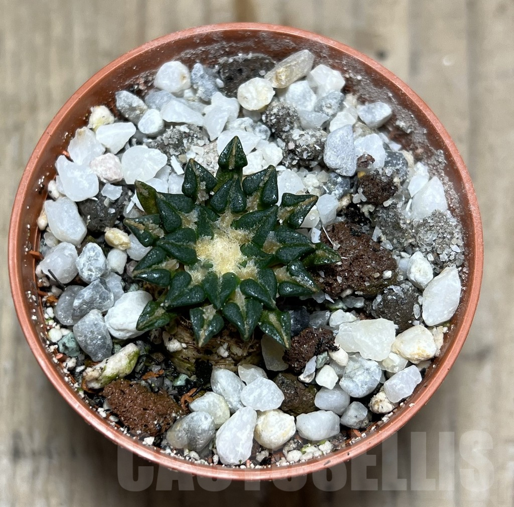 SHPR25688 Ariocarpus kotschoubeyanus v. sladkovskyi - Image 2