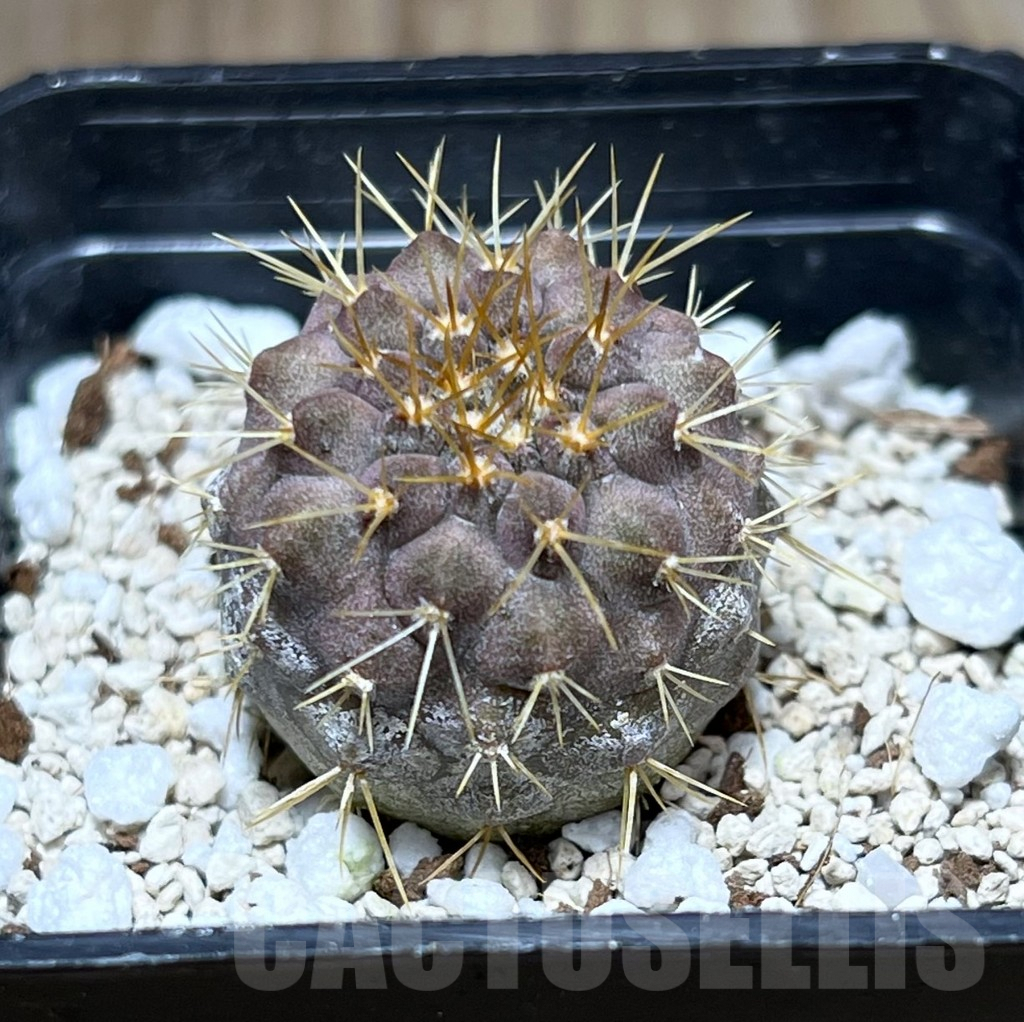 SHPR25765 Copiapoa gigantea