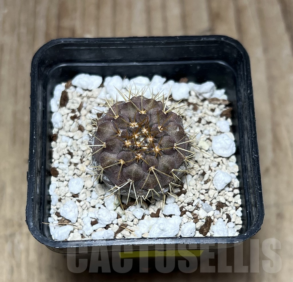 SHPR25765 Copiapoa gigantea - Image 2
