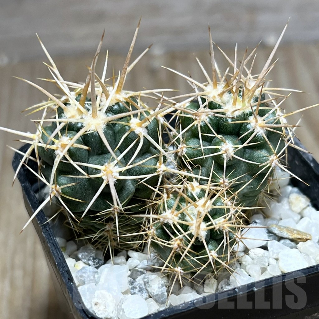 SHPR25766 Gymnocalycium horridispinum VG 1075 lingt spine select