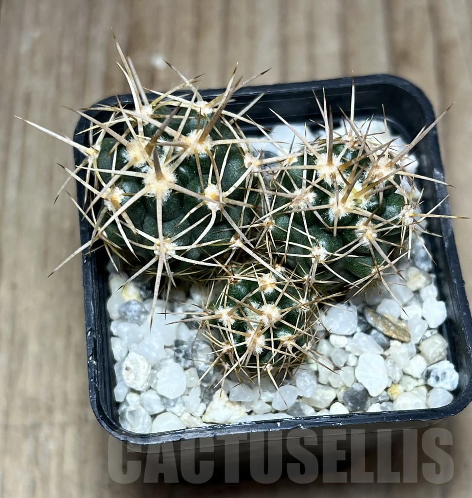 SHPR25766 Gymnocalycium horridispinum VG 1075 lingt spine select - Image 2