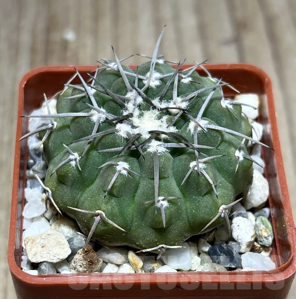 SHPR25767 Gymnocalycium sp. Telaritos