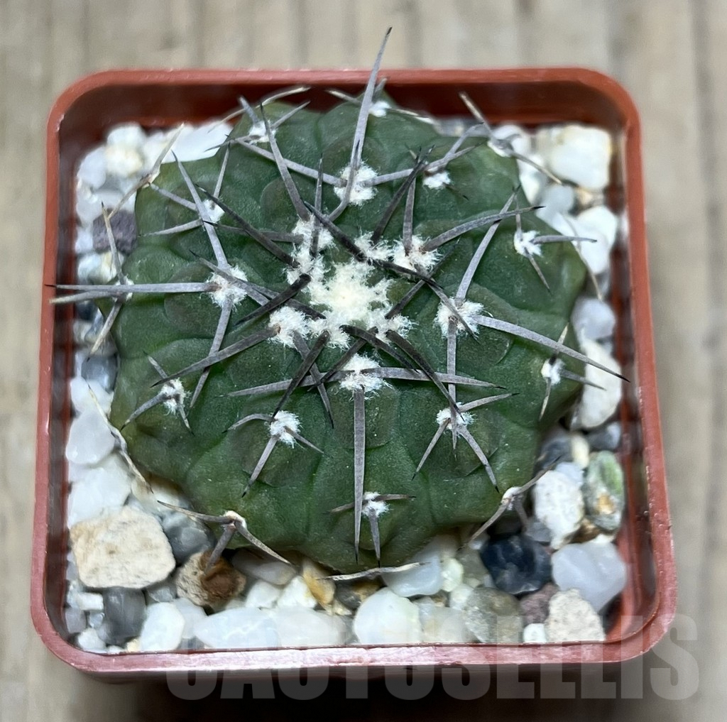 SHPR25767 Gymnocalycium sp. Telaritos - Image 2