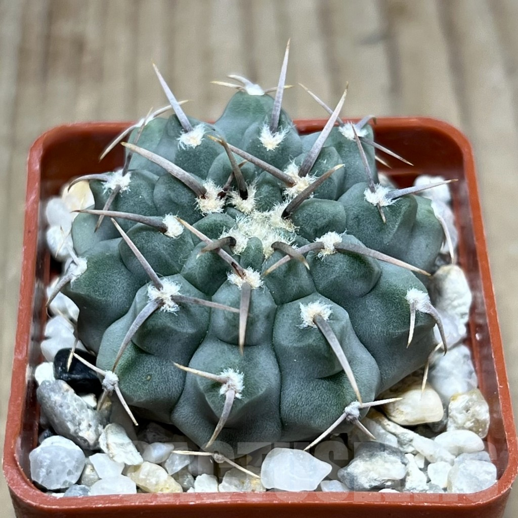 SHPR25768 Gymnocalycium vatteri
