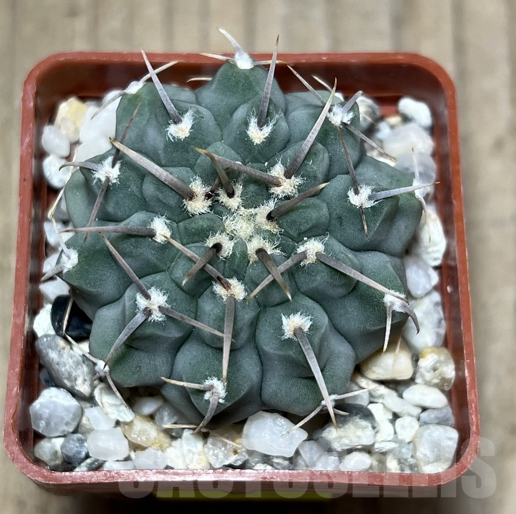 SHPR25768 Gymnocalycium vatteri - Зображення 2