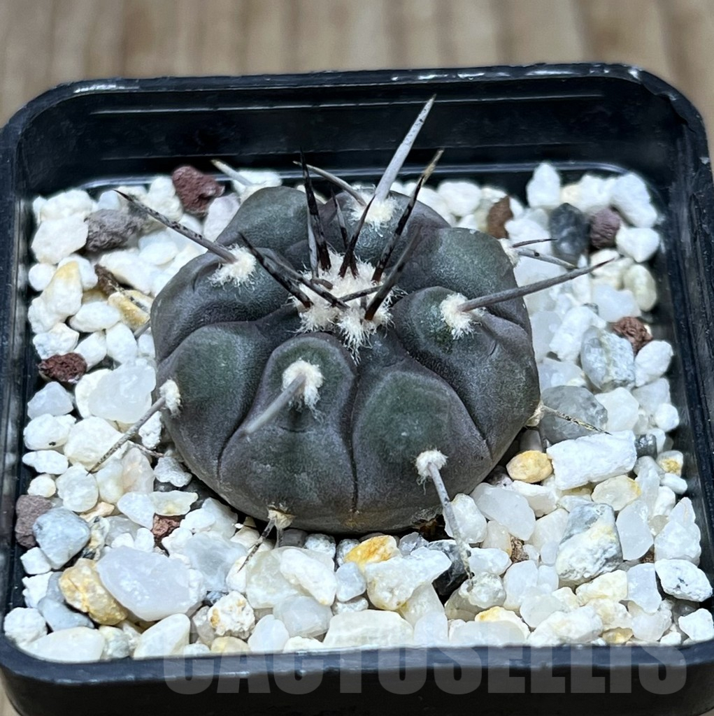 SHPR25771 Gymnocalycium castellanosii v. bozsingianum P 205