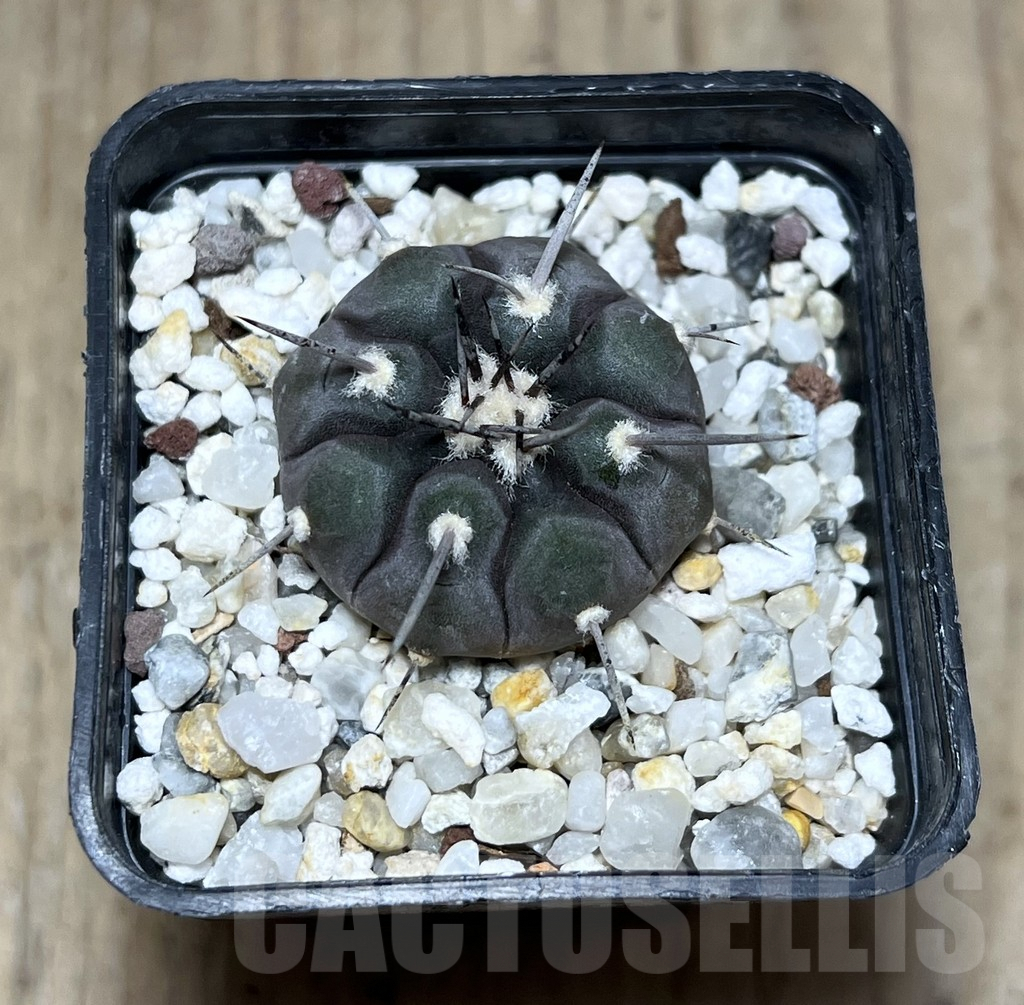 SHPR25771 Gymnocalycium castellanosii v. bozsingianum P 205 - Image 2
