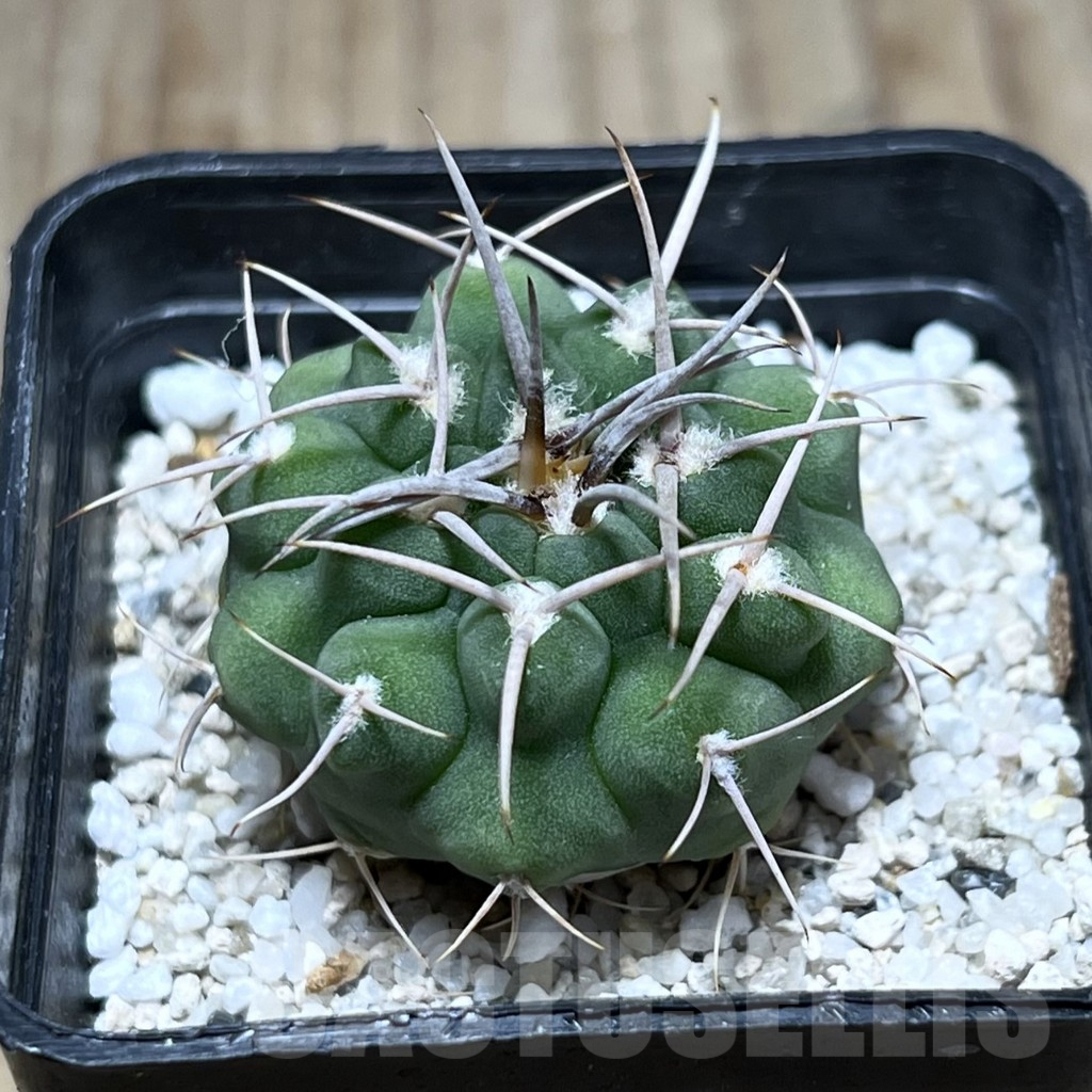 SHPR25775 Gymnocalycium ferox v. ferocior VG 320