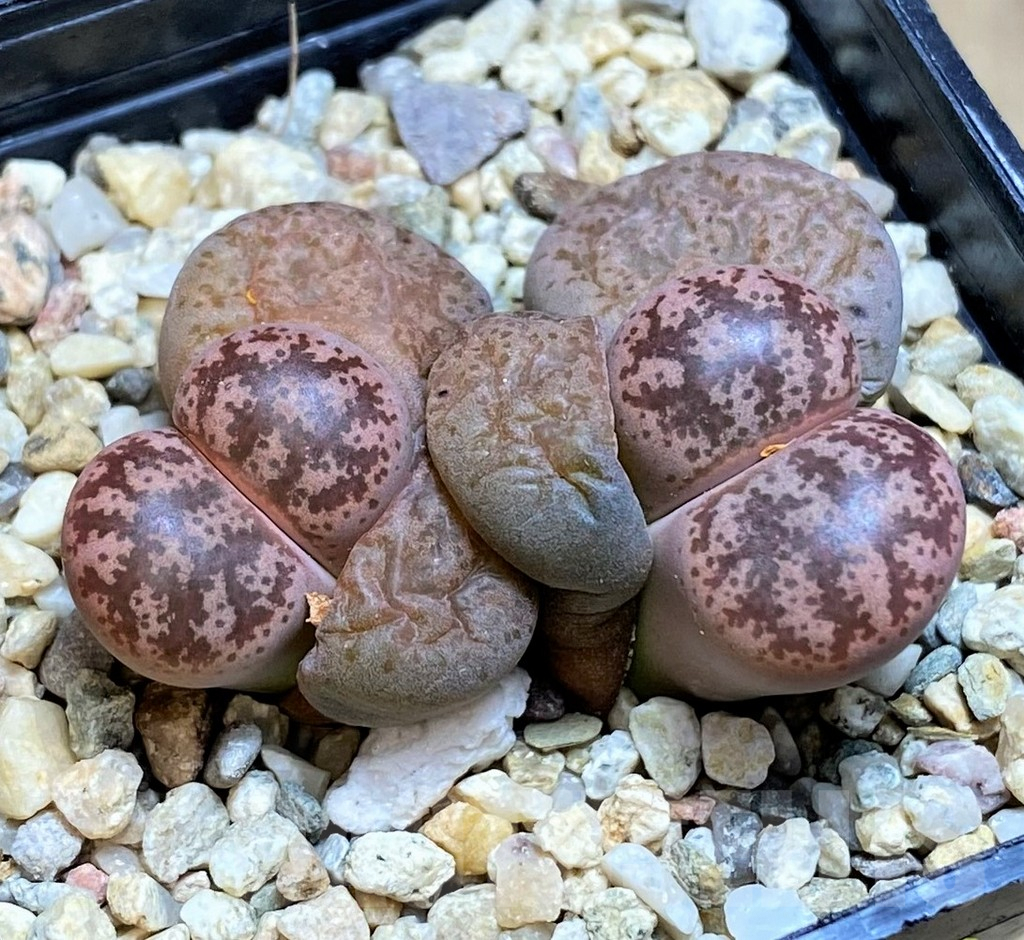 SH3183 Lithops coleorum