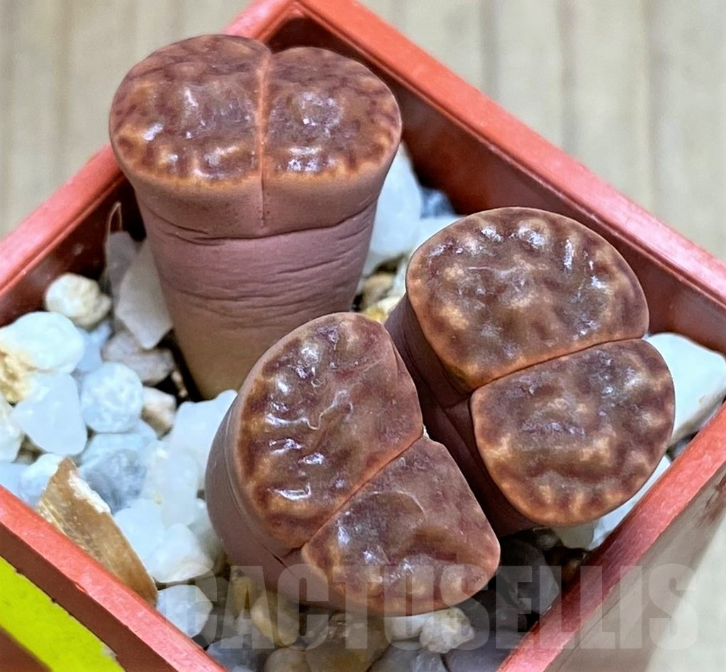 SH3178 Lithops bromfieldii C040