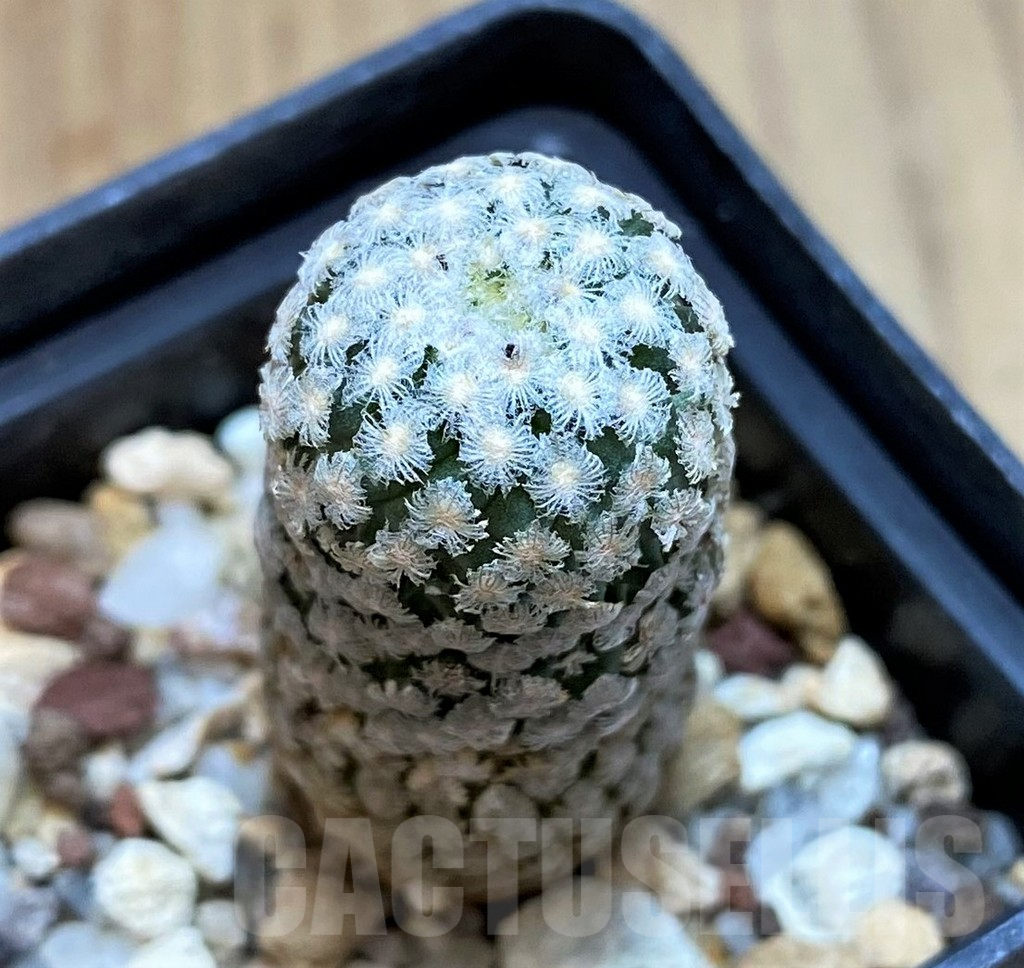SH3431 Turbinicarpus valdezianus v. albiflorus